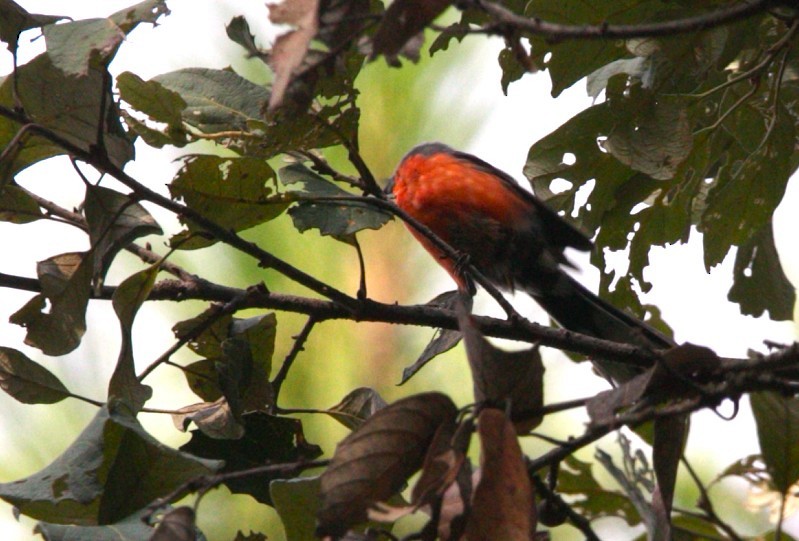 Slate-throated Redstart - ML640333664