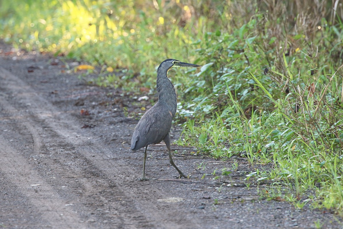 Bare-throated Tiger-Heron - ML640333698