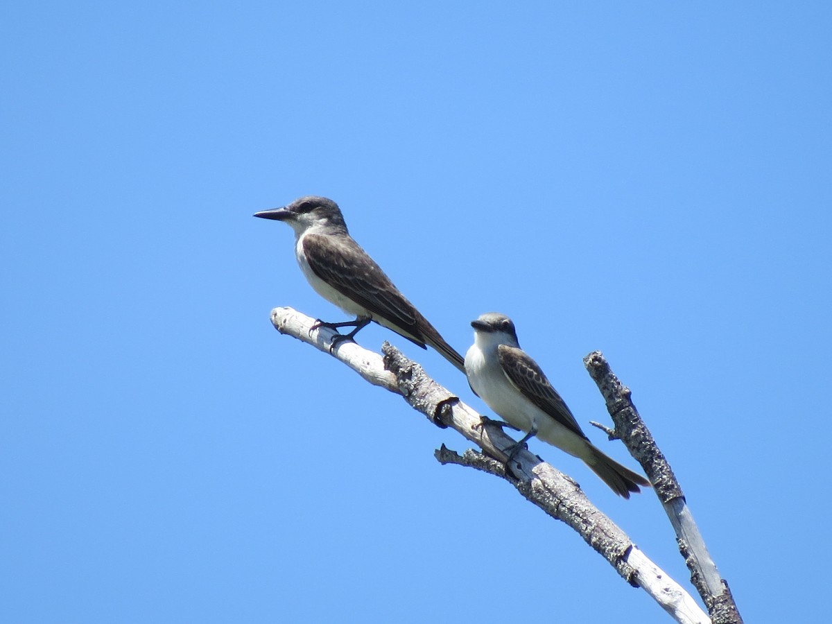 Gray Kingbird - ML640333700