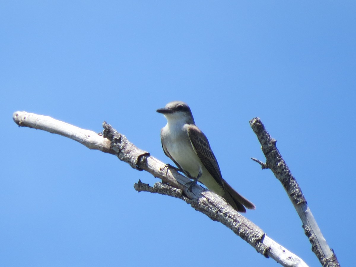 Gray Kingbird - ML640333702