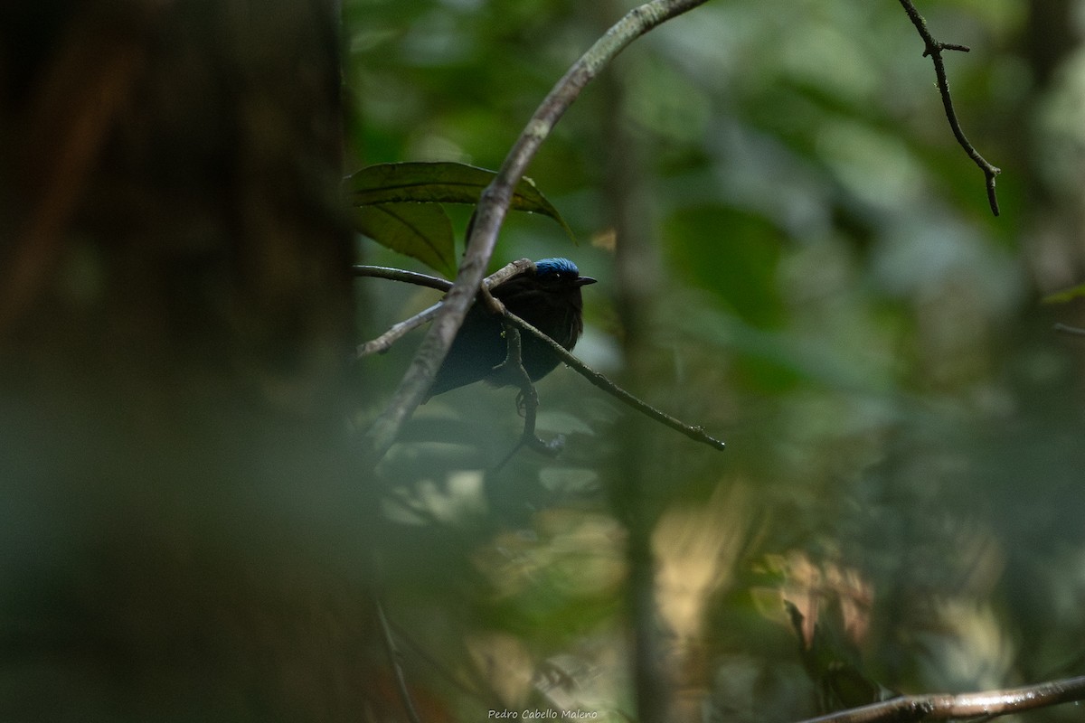 Mavi Tepeli Manakin - ML640333768