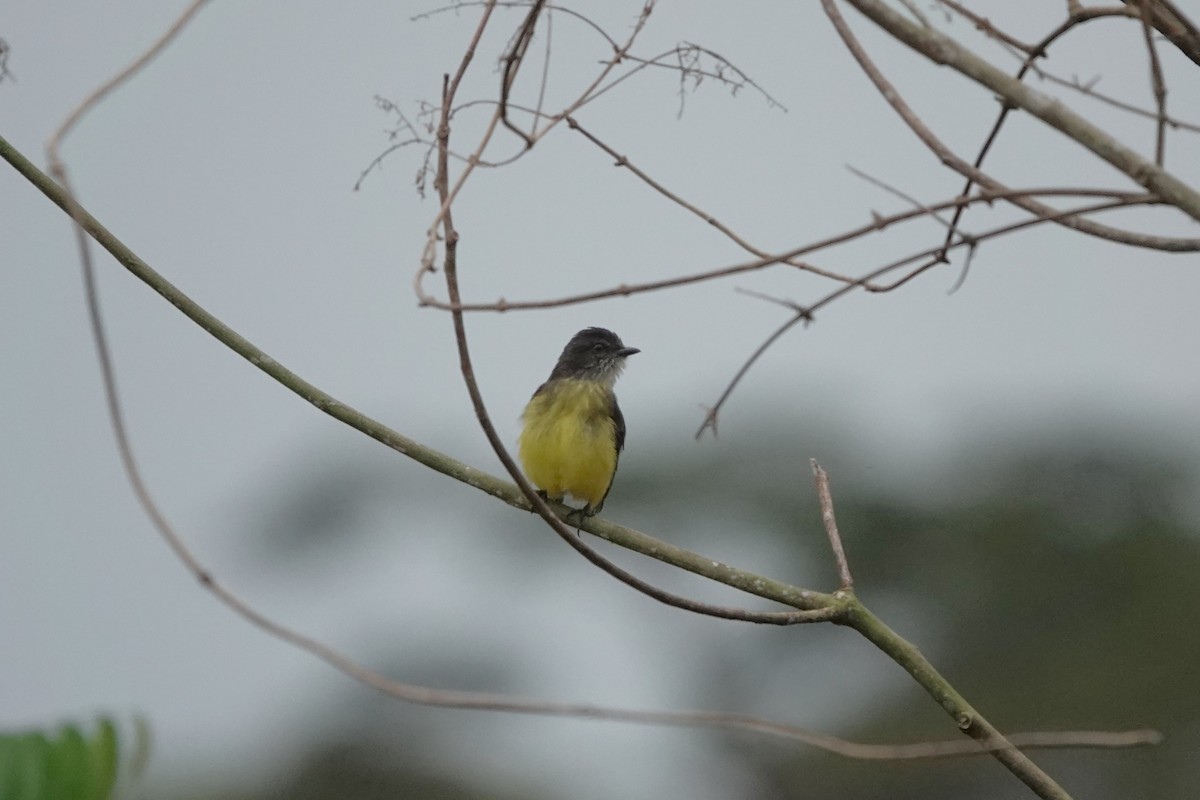 Dusky-chested Flycatcher - ML640333775
