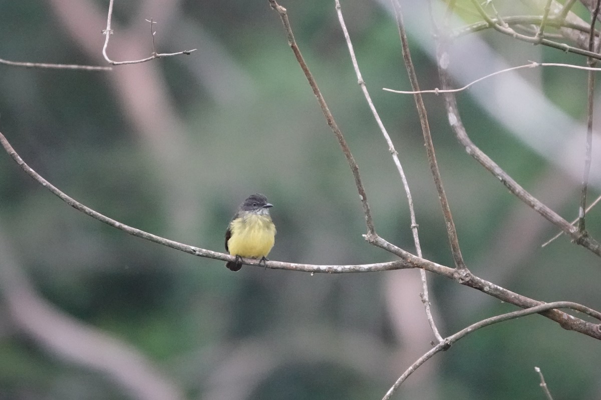 Dusky-chested Flycatcher - ML640333789
