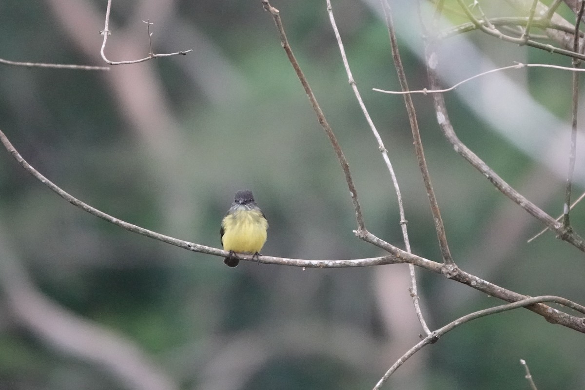 Dusky-chested Flycatcher - ML640333790