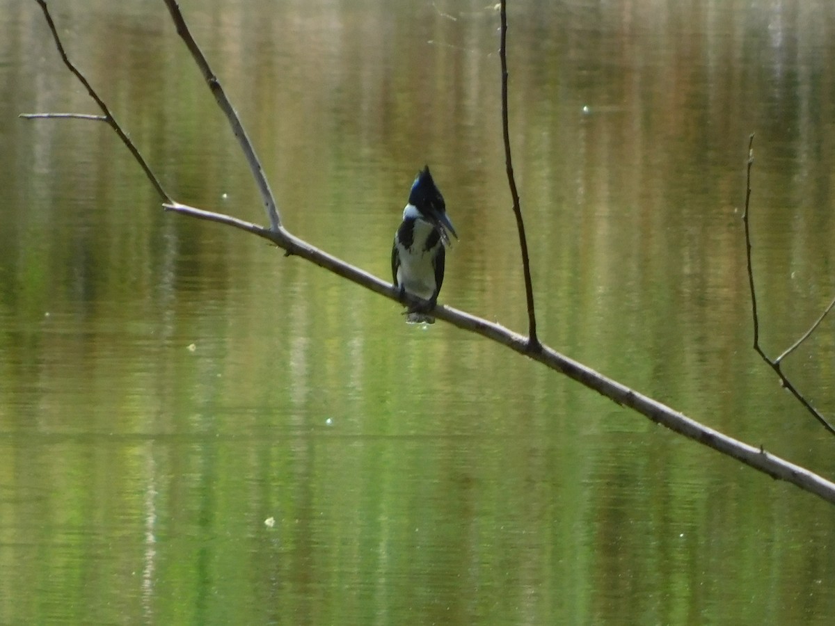 Amazon Kingfisher - ML640333802