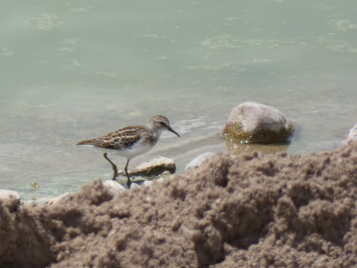 Least Sandpiper - ML640333803