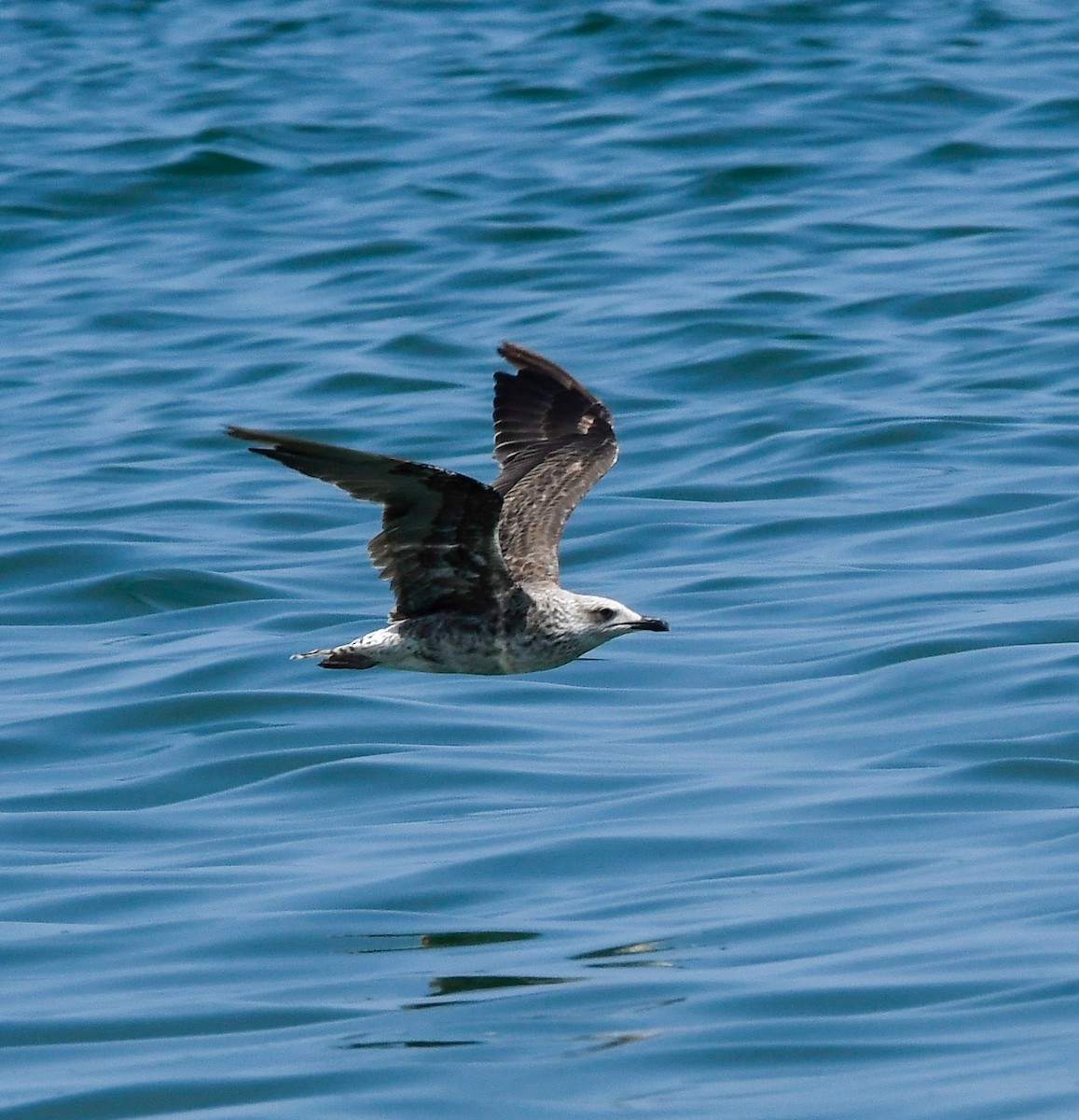 Lesser Black-backed Gull - ML640333830