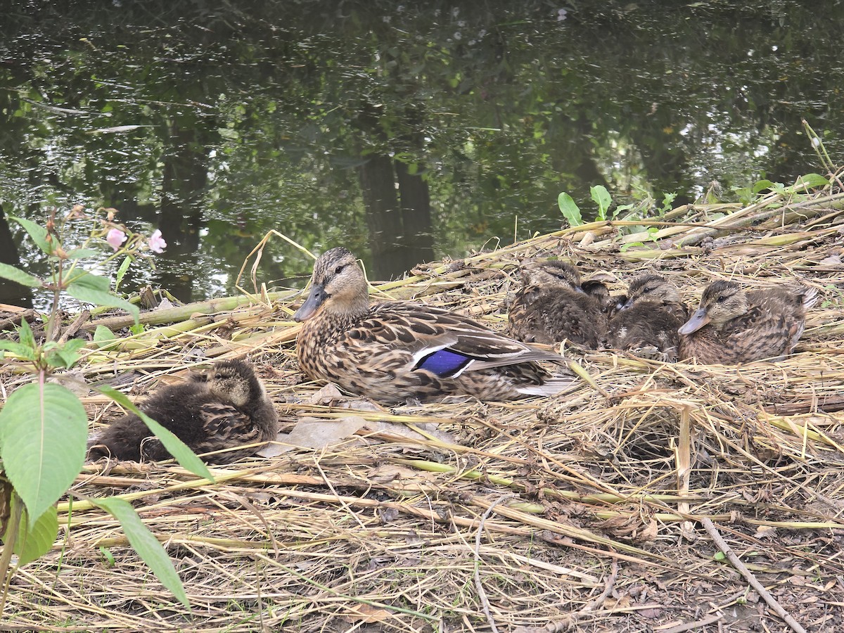 Mallard - ML640333831