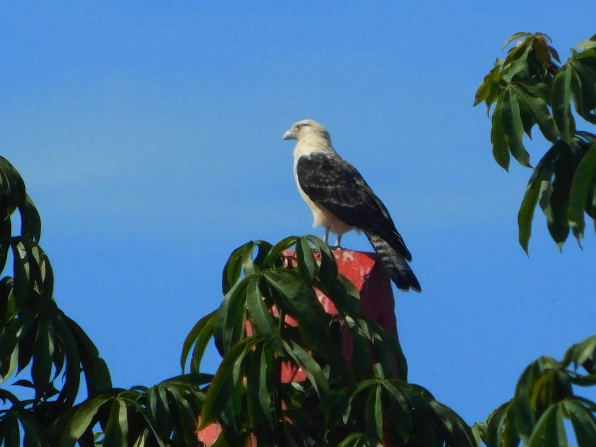 Yellow-headed Caracara - ML640333839