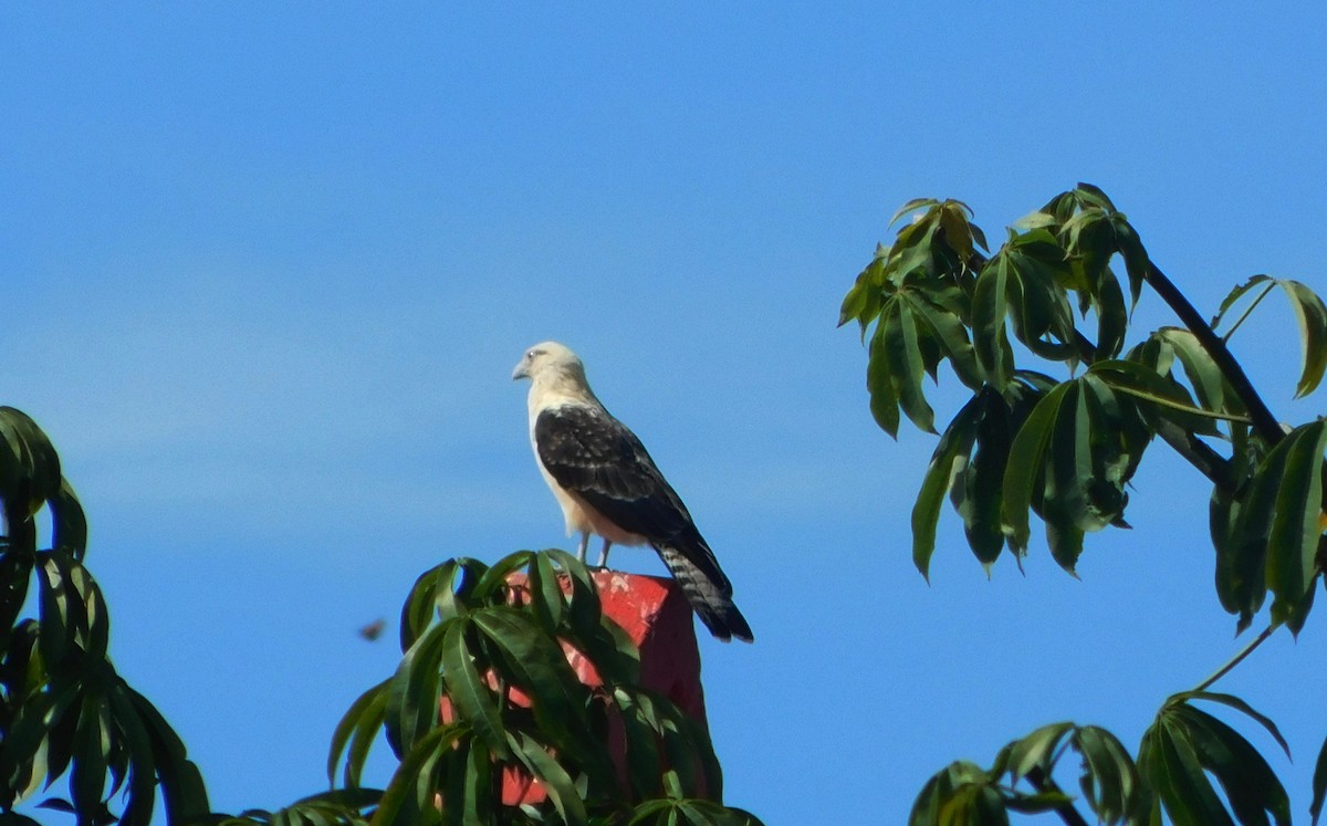 Yellow-headed Caracara - ML640333840