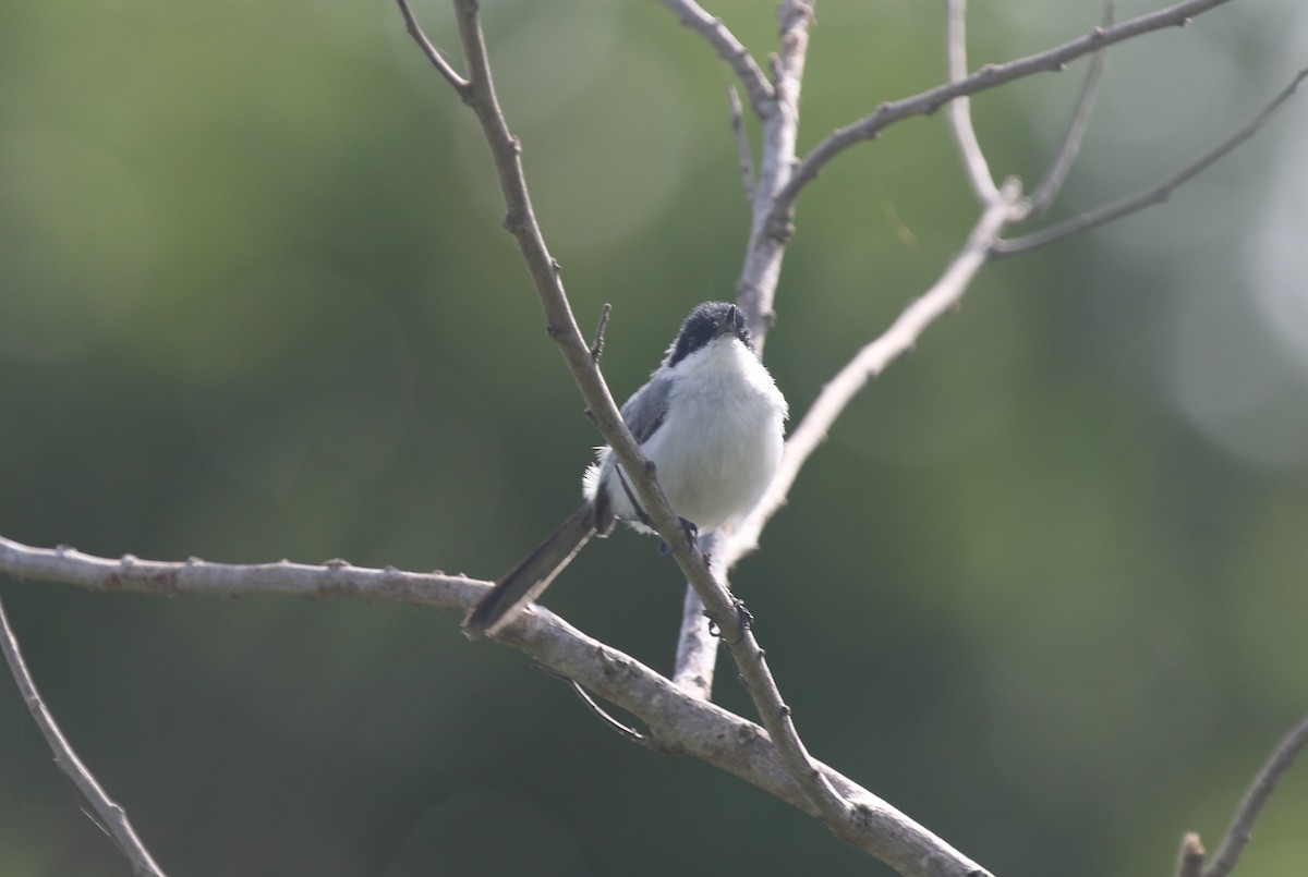 Yucatan Gnatcatcher - ML640333884