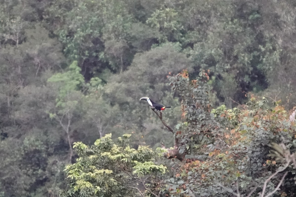 White-throated Toucan - ML640334070
