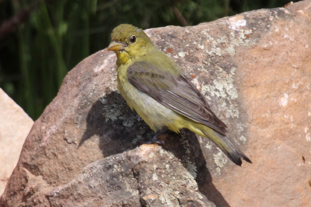 Scarlet Tanager - ML640334156