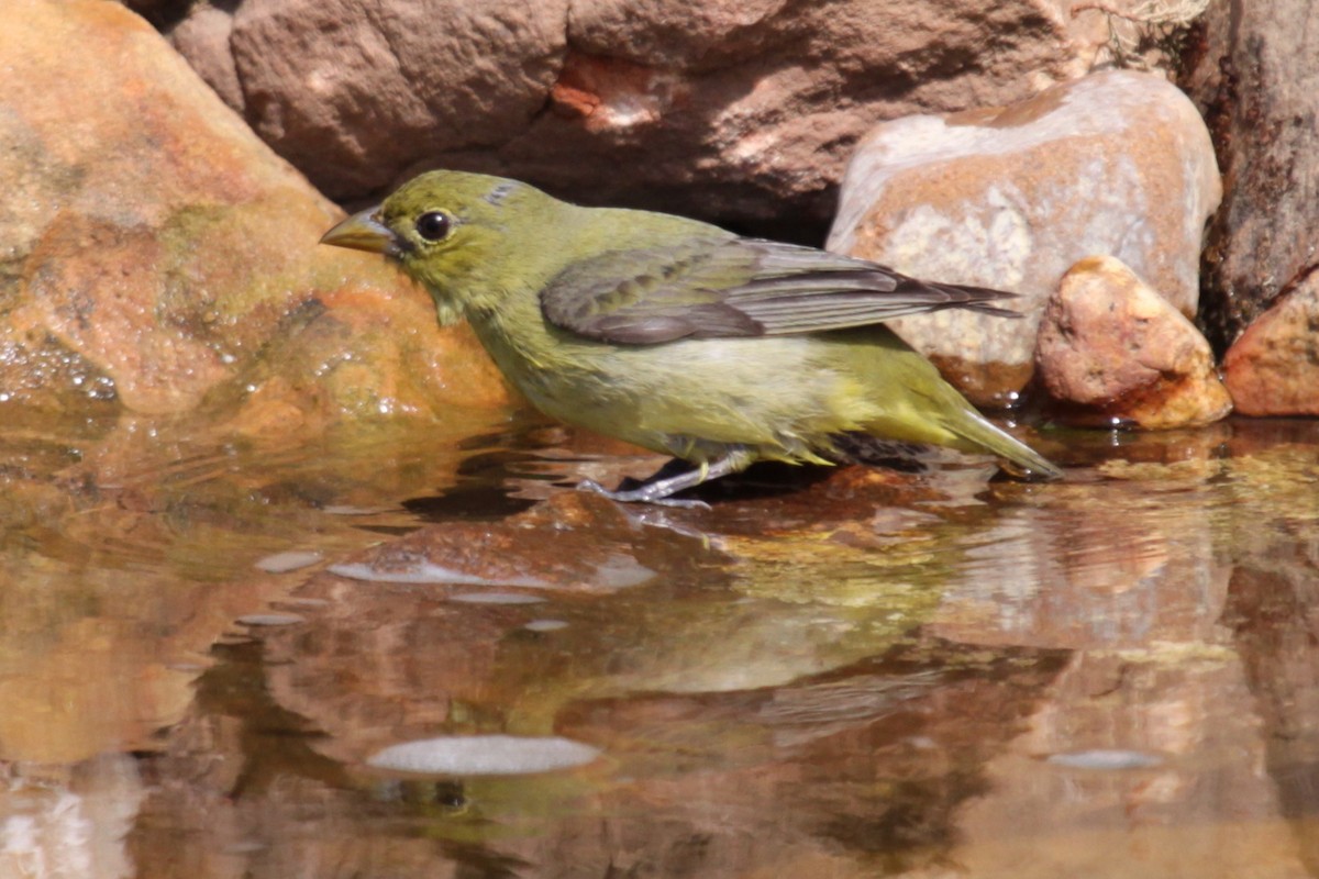 Scarlet Tanager - ML640334157