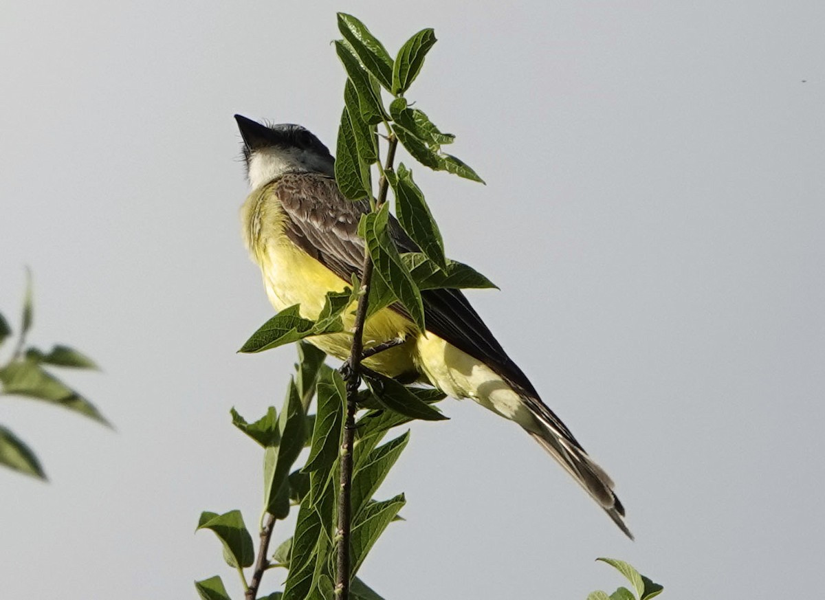 Thick-billed Kingbird - ML640334204