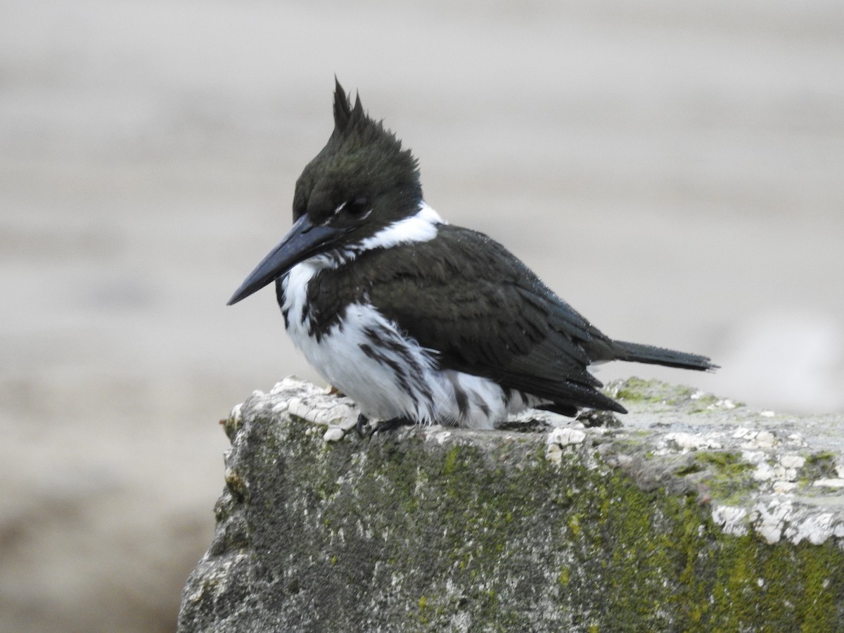 Amazon Kingfisher - ML640334228