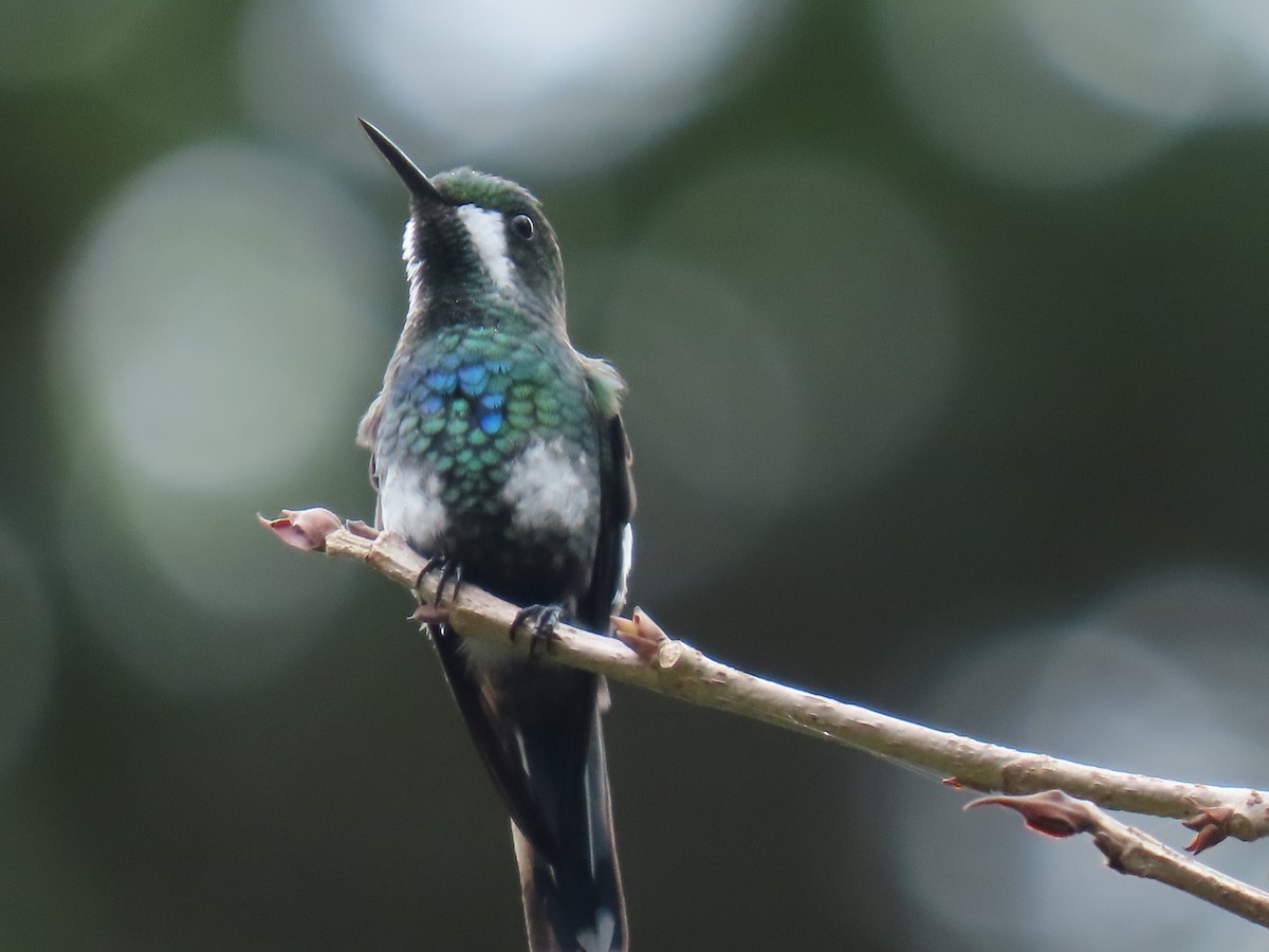 Green Thorntail - ML640334310