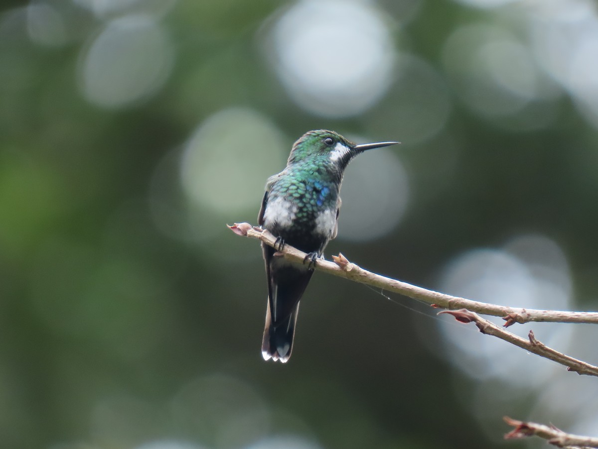 Green Thorntail - ML640334311