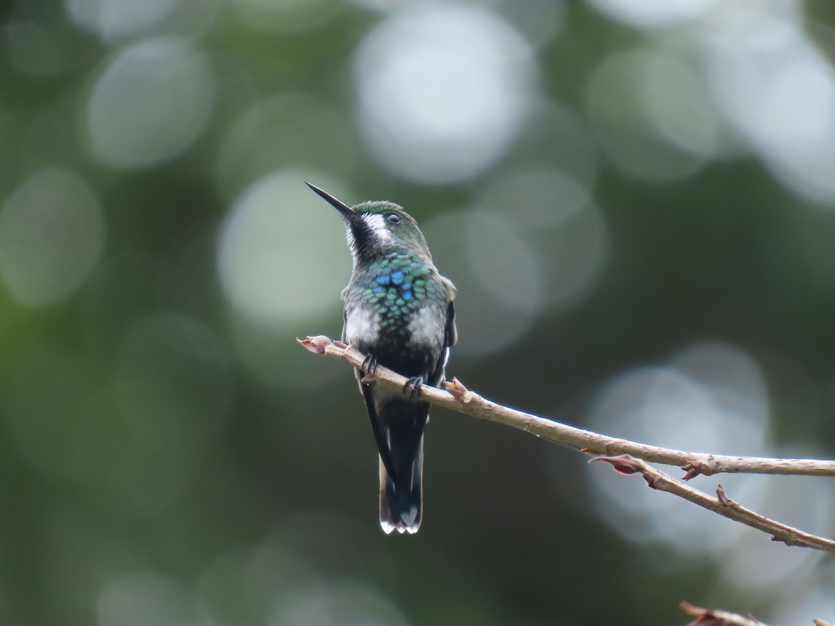 Green Thorntail - ML640334314