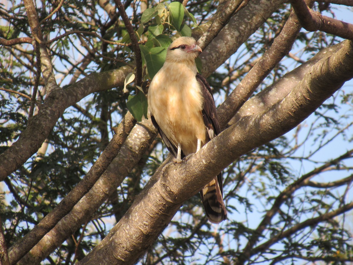 Yellow-headed Caracara - ML640334324