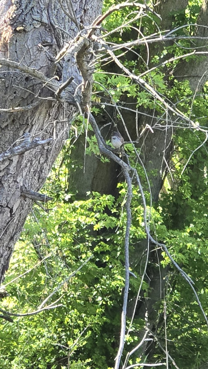 Song Sparrow - ML640334327