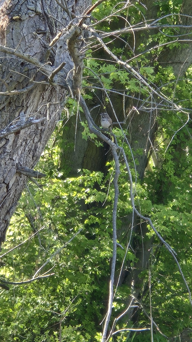 Song Sparrow - ML640334328