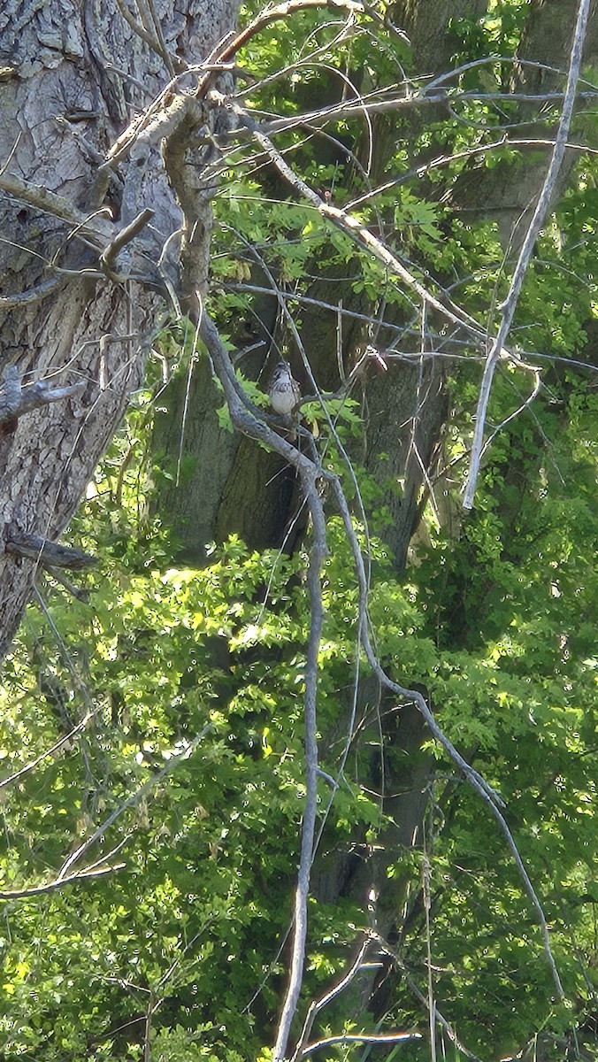 Song Sparrow - ML640334329