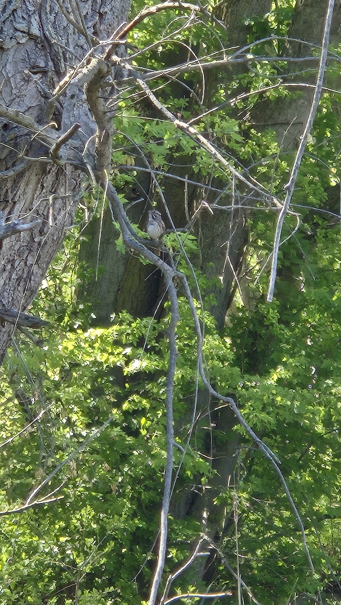 Song Sparrow - ML640334330