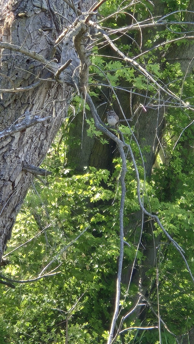 Song Sparrow - ML640334331
