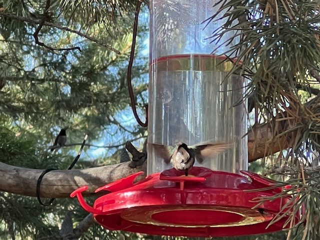 Black-chinned Hummingbird - ML640334333