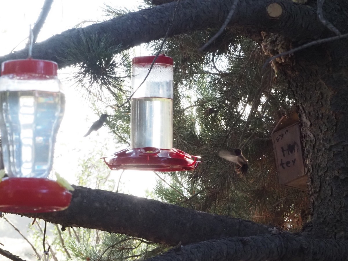 Black-chinned Hummingbird - ML640334334