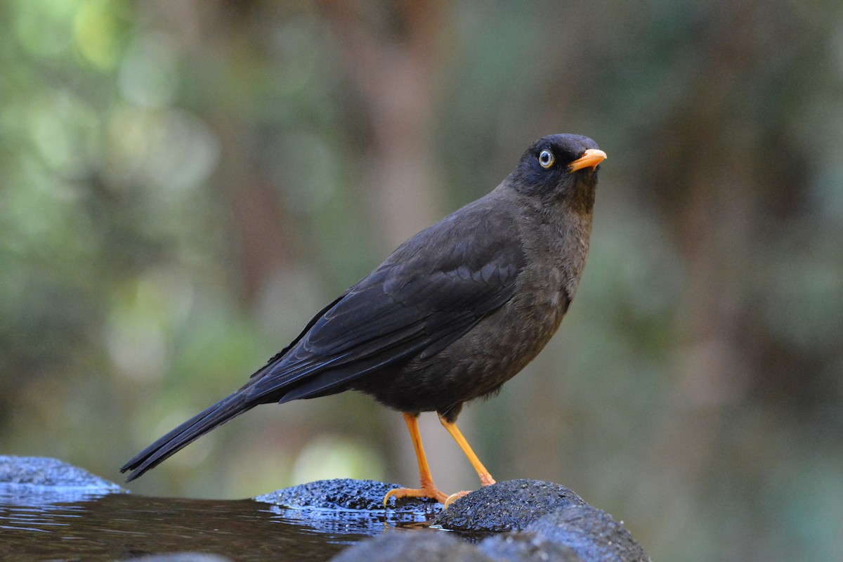 Sooty Thrush - ML640334342