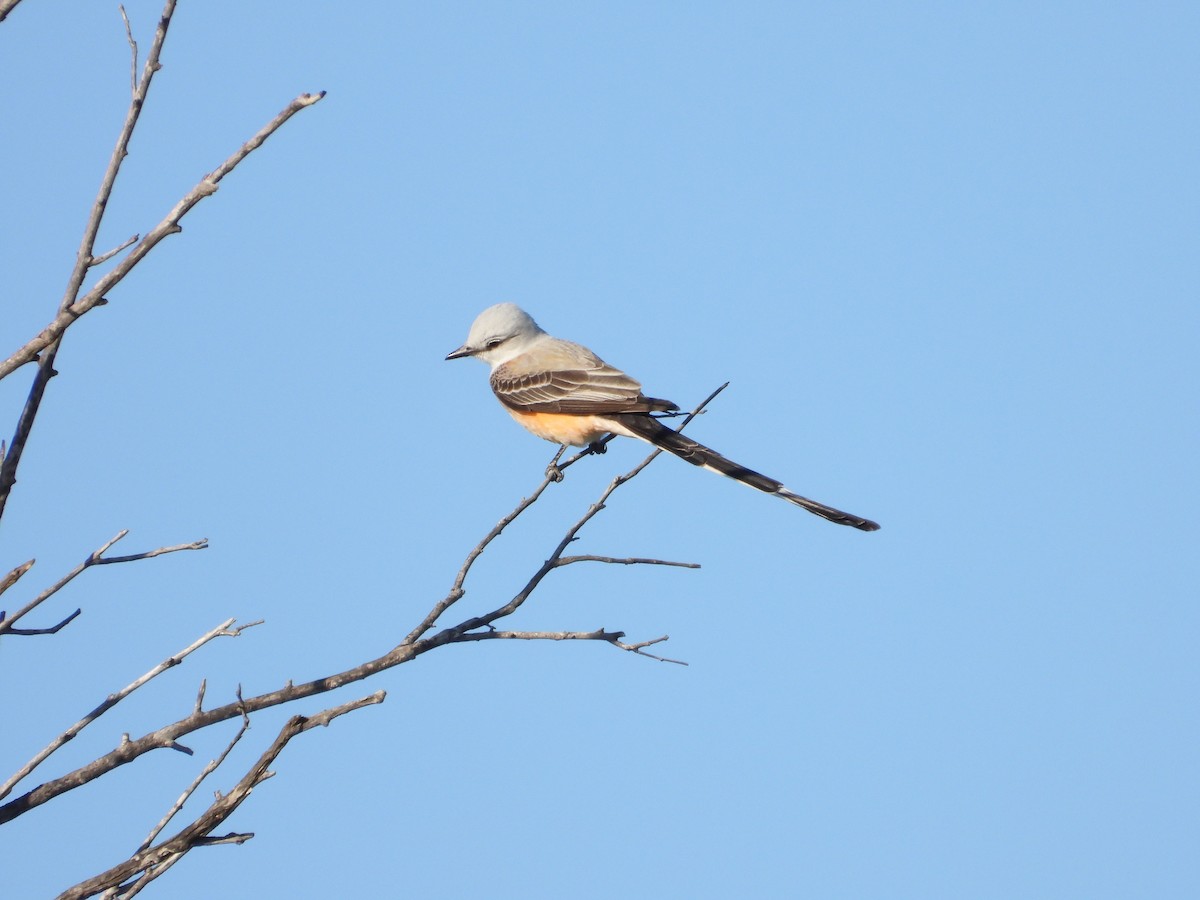 Scissor-tailed Flycatcher - ML640334397