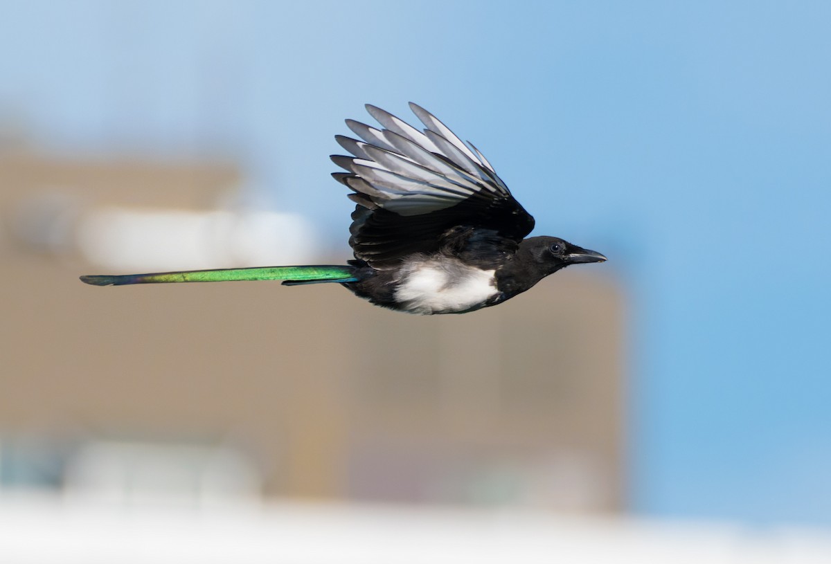 Black-billed Magpie - ML640334445