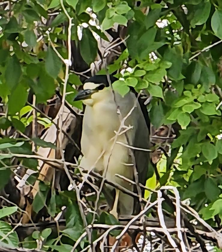 Black-crowned Night Heron - ML640334473
