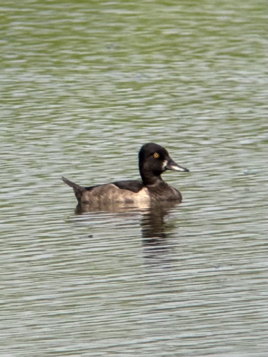 Moretta dal collare - ML640334515