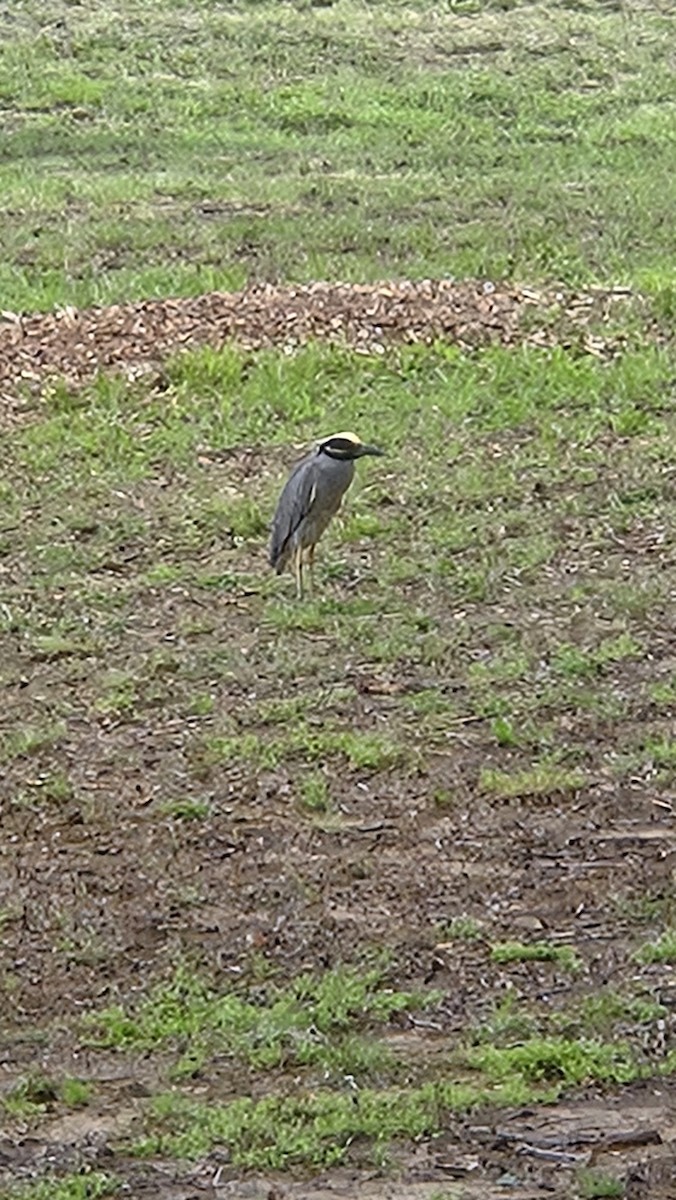 シラガゴイ - ML640334556