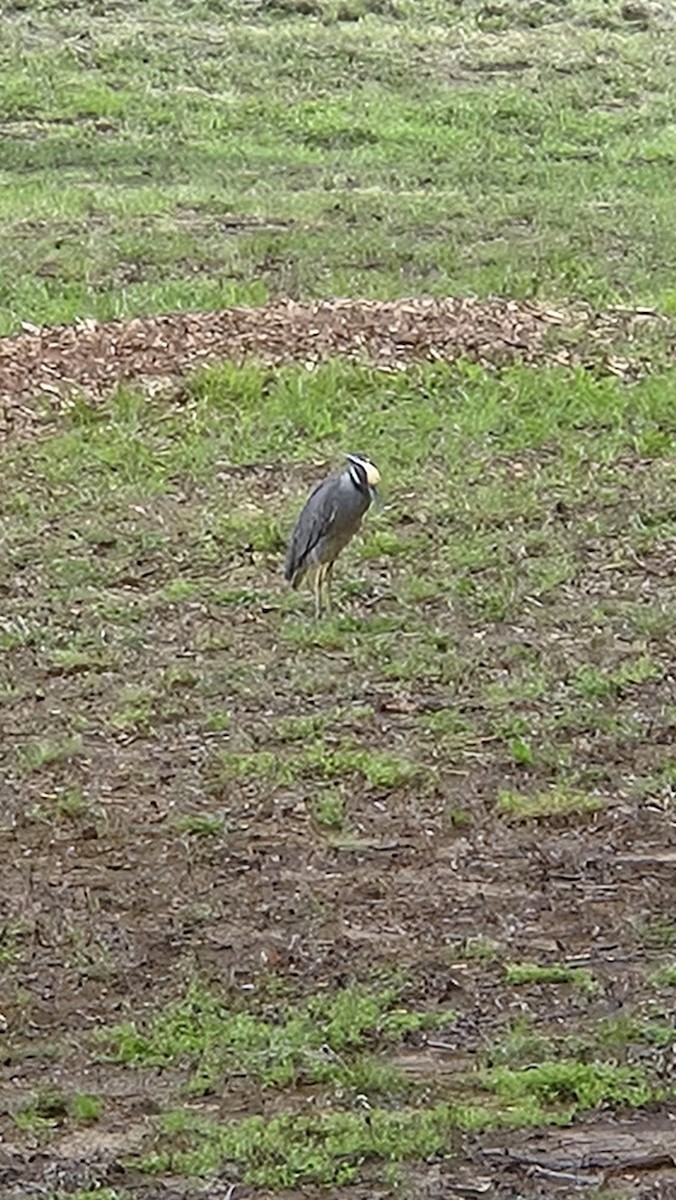 シラガゴイ - ML640334557