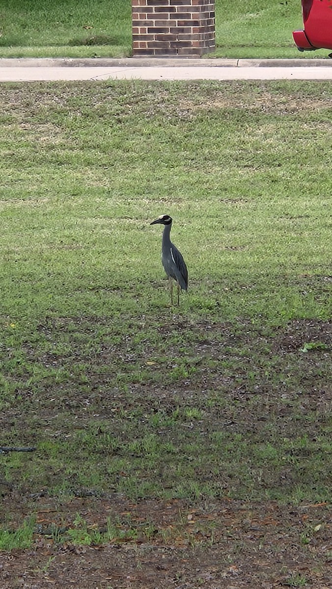 シラガゴイ - ML640334558