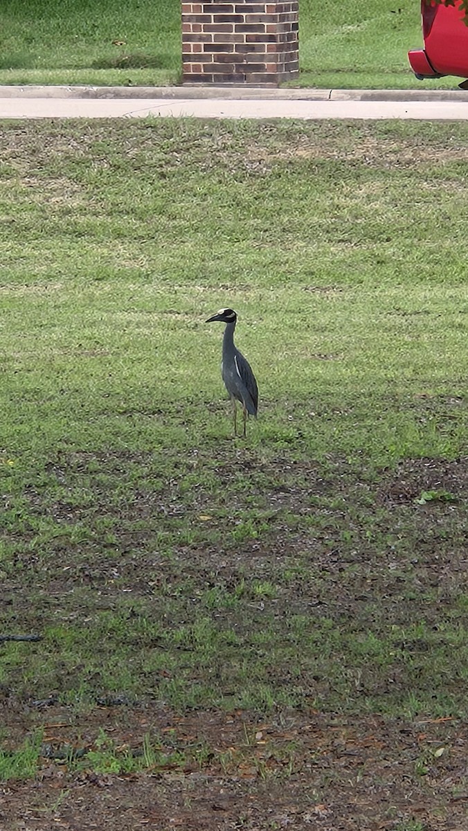 シラガゴイ - ML640334559