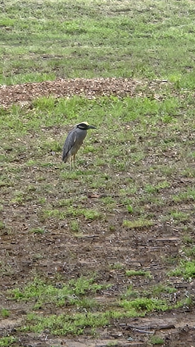 シラガゴイ - ML640334560