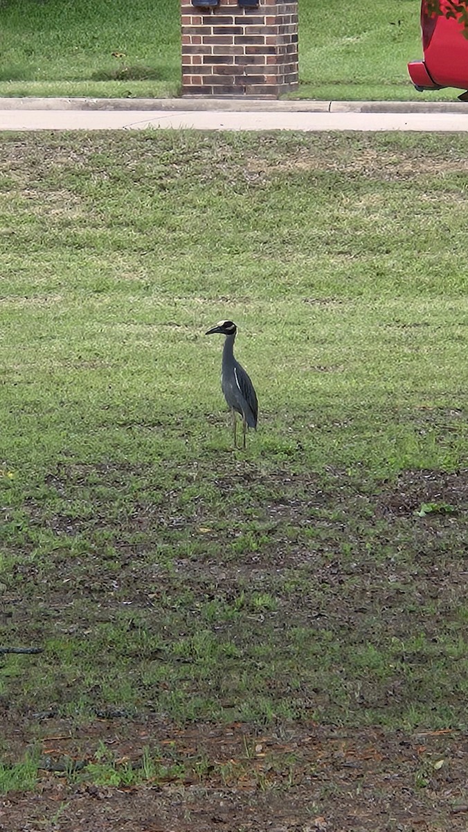 シラガゴイ - ML640334561