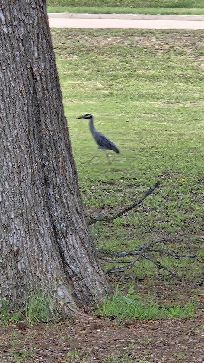 シラガゴイ - ML640334562