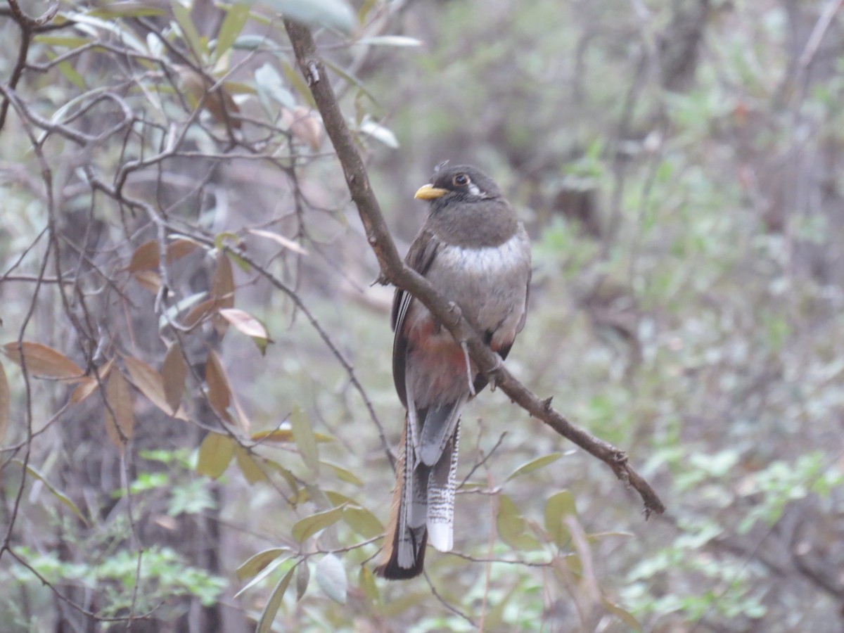 Elegant Trogon - ML640334648