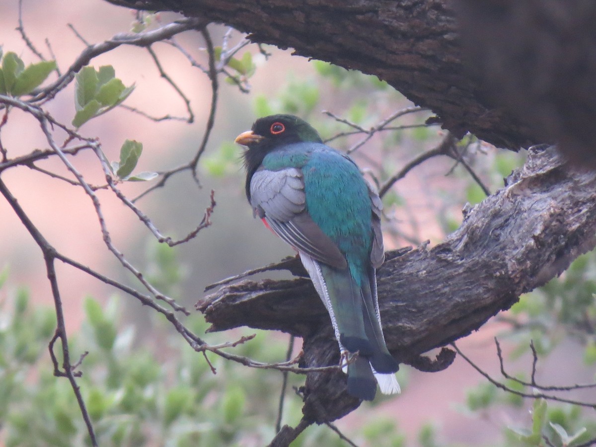 Elegant Trogon - ML640334653