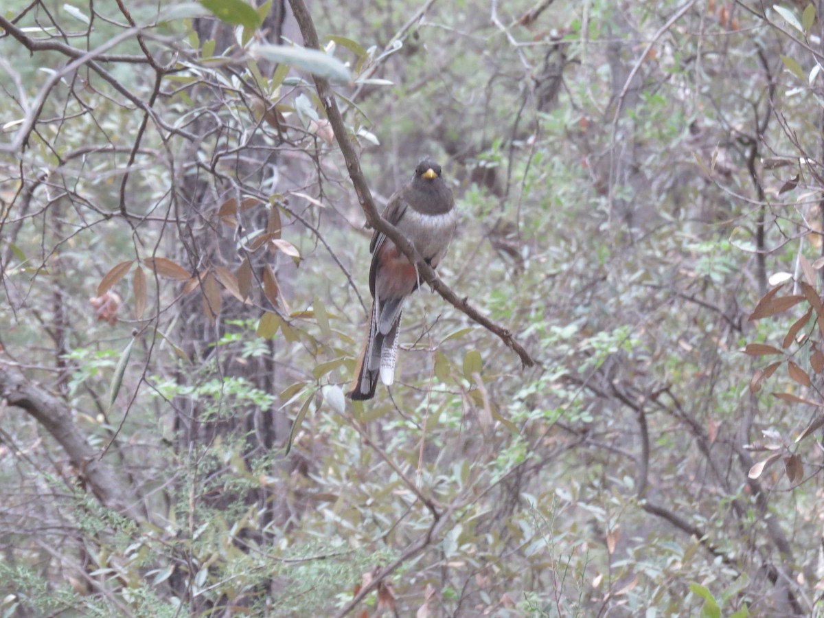 Elegant Trogon - ML640334656