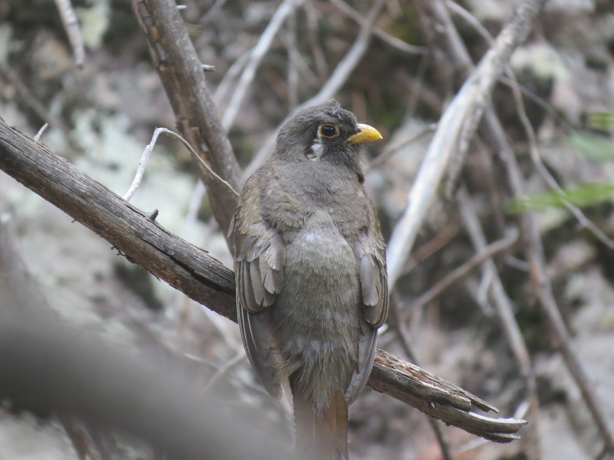Elegant Trogon - ML640334657