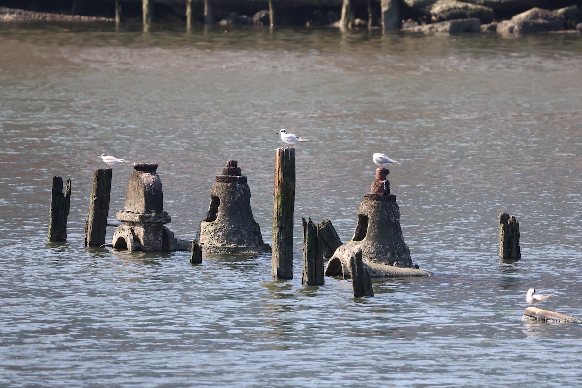 Forster's Tern - ML640334669