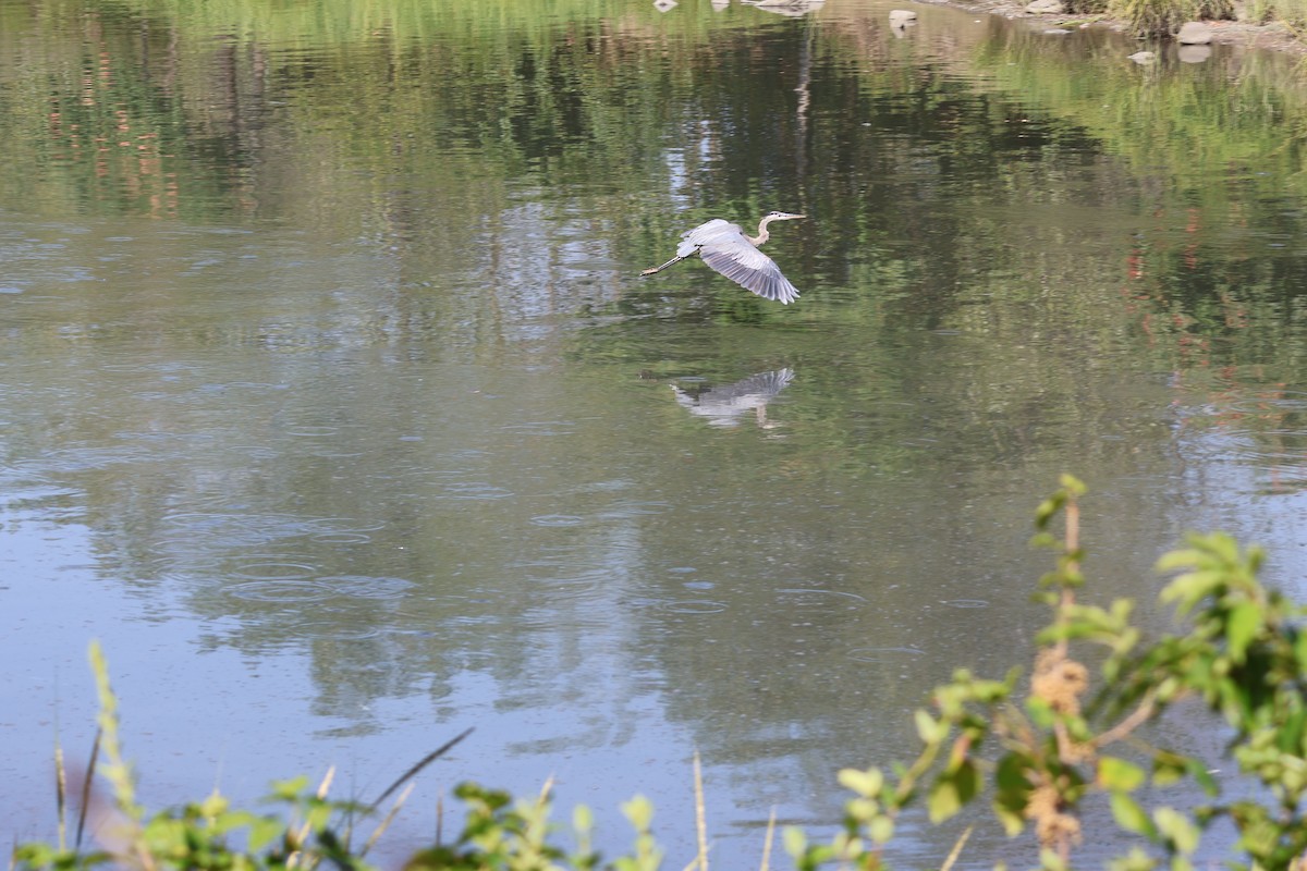 Great Blue Heron - ML640334679