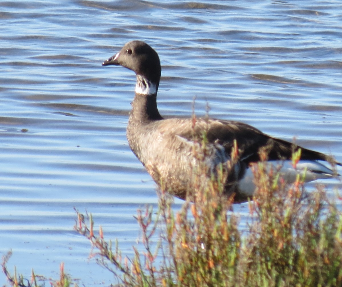 Brant - ML640334710